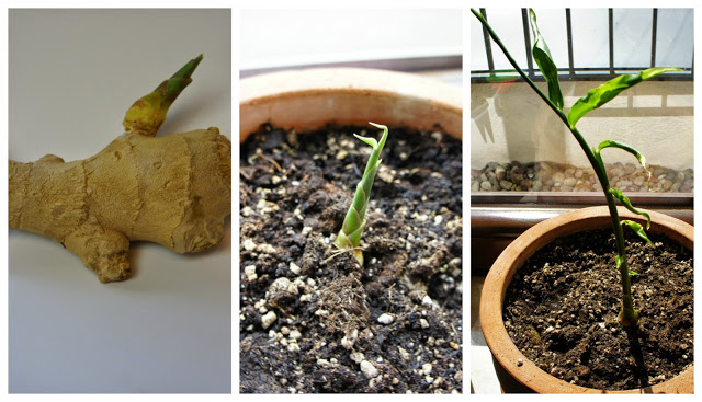 Read more about the article to proste! posadźmy sobie…imbajer ;) czyli ginger-planting