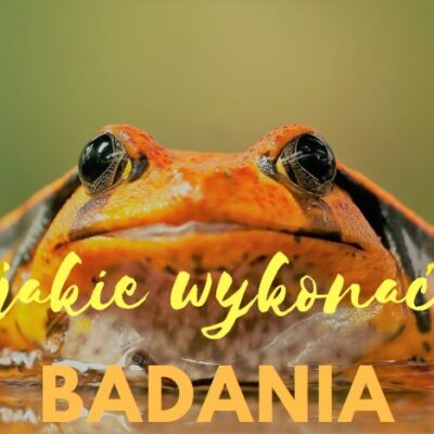 Idę do endokrynologa- jakie mam zrobić badania? Otyłość, nadwaga, metabolizm.